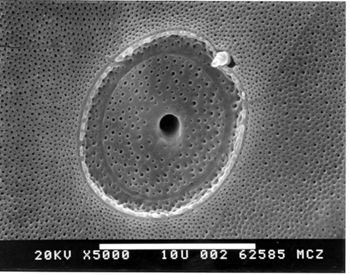 Media type: image; Herpetology R-151502